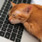 Cat Sleeping on Laptop Keyboard